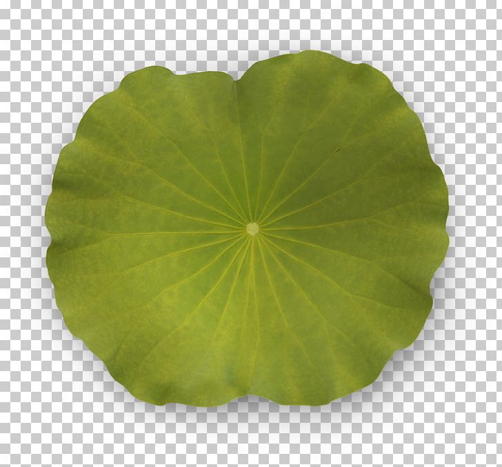 Nymphaea Alba Leaf Lotus Flower PNG, Clipart, Annual Plant, Aquatic Plants, Computer Software, Flower, Leaf Free PNG Download