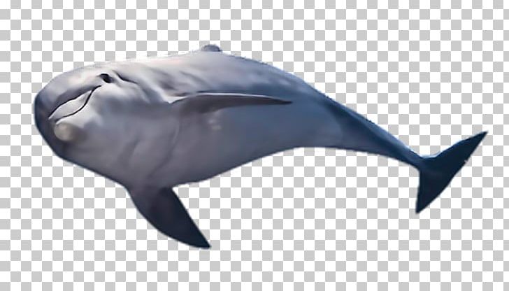 Common Bottlenose Dolphin Shark Cetaceans Fish PNG, Clipart,  Free PNG Download