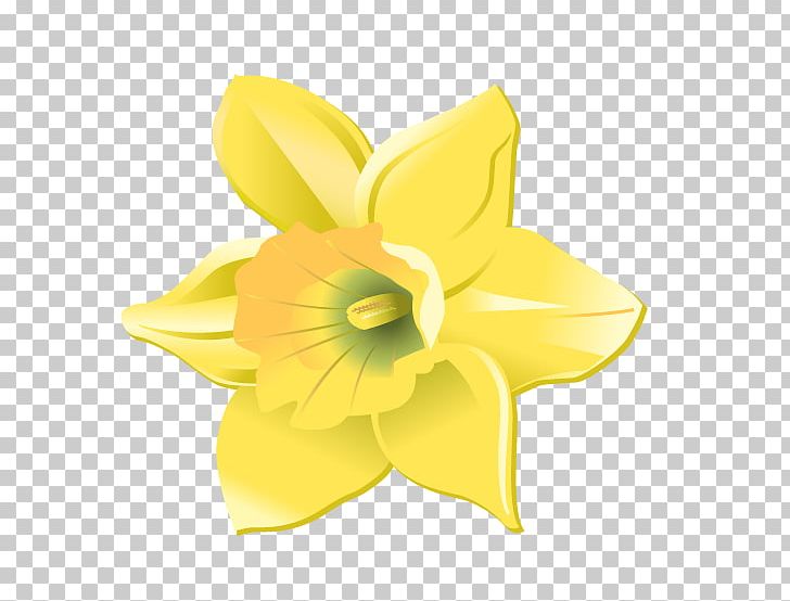 Daffodil Cut Flowers Petal PNG, Clipart, Amaryllis Family, Crop, Cut Flowers, Daffodil, Festival Free PNG Download
