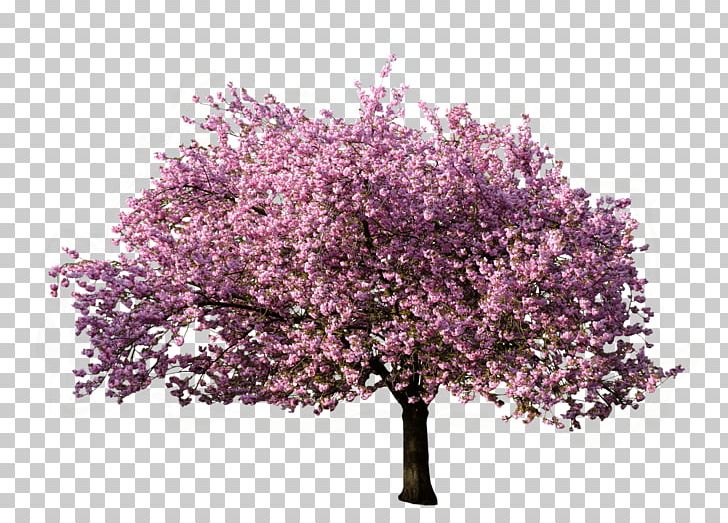 Tree Blossoming In Spring PNG, Clipart, Nature, Trees Free PNG Download