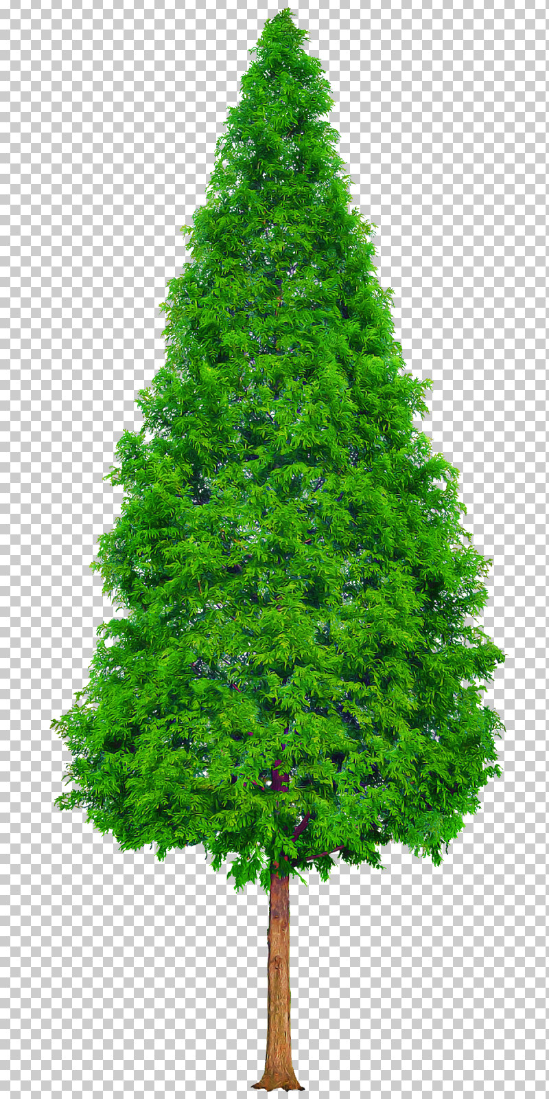 Plane PNG, Clipart, American Larch, Conifer, Cypress Family, Evergreen, Fir Free PNG Download