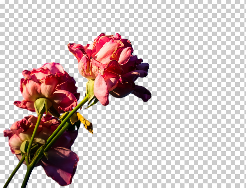 Floral Design PNG, Clipart, Artificial Flower, Bud, Computer, Cut Flowers, Floral Design Free PNG Download