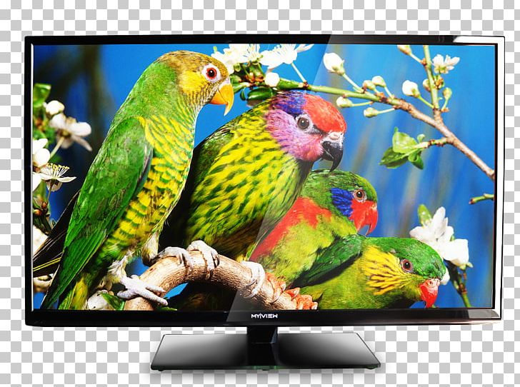 Bird Parrot Owl Wild Animals Jigsaw Television PNG, Clipart, Animal, Animals, Beak, Bird, Bird Vocalization Free PNG Download