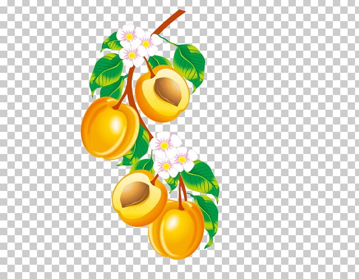 Fruit Apricot Drawing PNG, Clipart, Apricot, Download, Drawin, Encapsulated Postscript, Food Free PNG Download