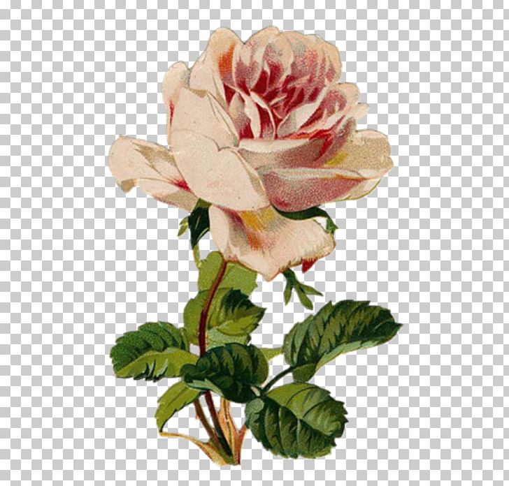 Garden Roses Health Flower Healing PNG, Clipart, Blumen, Convalescence, Cut Flowers, Disease, Floribunda Free PNG Download