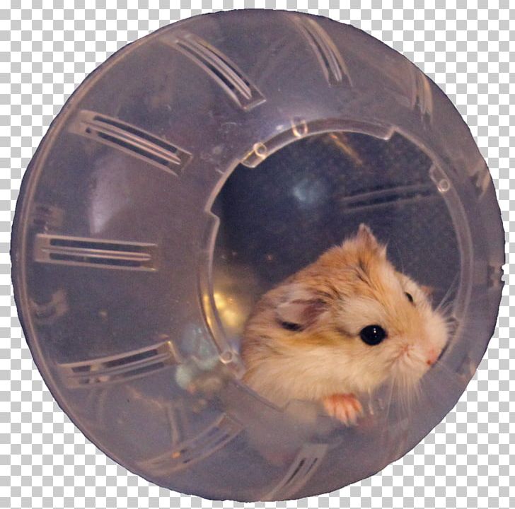 Hamster Ball Rodent Roborovski Hamster Muroidea PNG, Clipart, Animal, Animals, Cage, Cat, Guinea Pig Free PNG Download