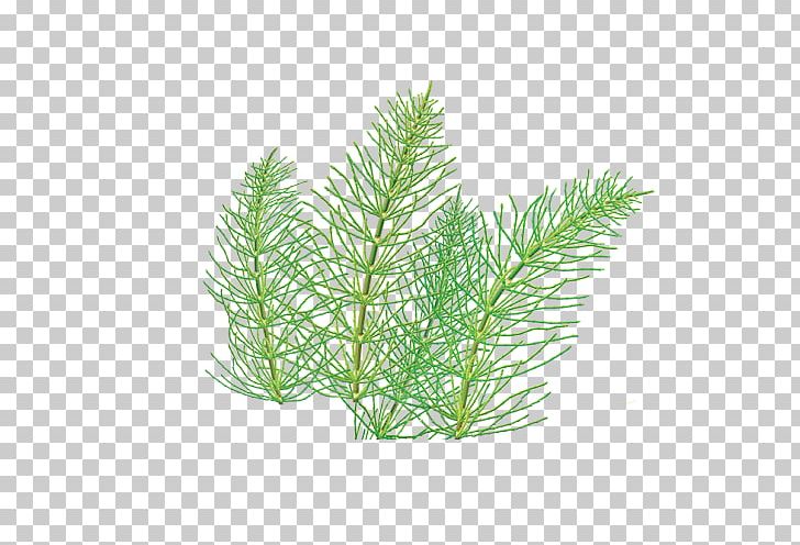 Herbal Tea Organic Food Field Horsetail PNG, Clipart, Aquarium Decor, Branch, Conifer, Equisetum, Evergreen Free PNG Download