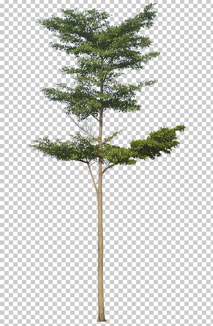 Tree Architectural Rendering Baobab PNG, Clipart, Architectural Rendering, Baobab, Branch, Clip Art, Computer Icons Free PNG Download