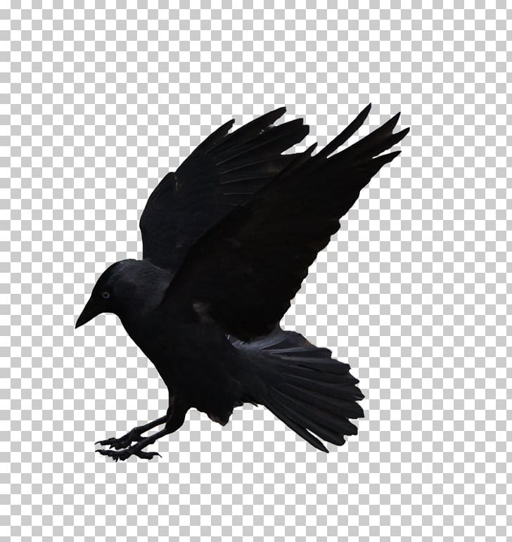 American Crow PNG, Clipart, American Crow, Animals, Beak, Bird, Bird Of Prey Free PNG Download