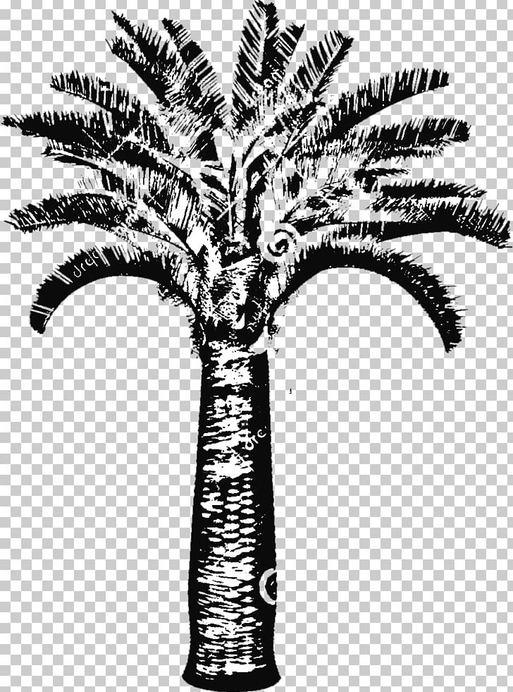 Date Palm Arecaceae Trachycarpus Fortunei Brahea Armata Chamaerops PNG, Clipart, Arecaceae, Arecales, Australis, Black And White, Brahea Free PNG Download
