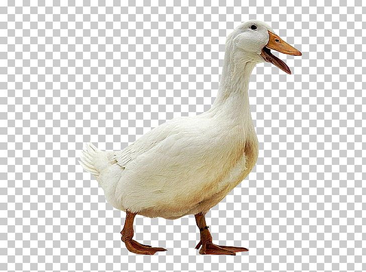 Domestic Duck Domestic Goose Bird PNG, Clipart, Animals, Beak, Bird, Chicken, Chomikujpl Free PNG Download