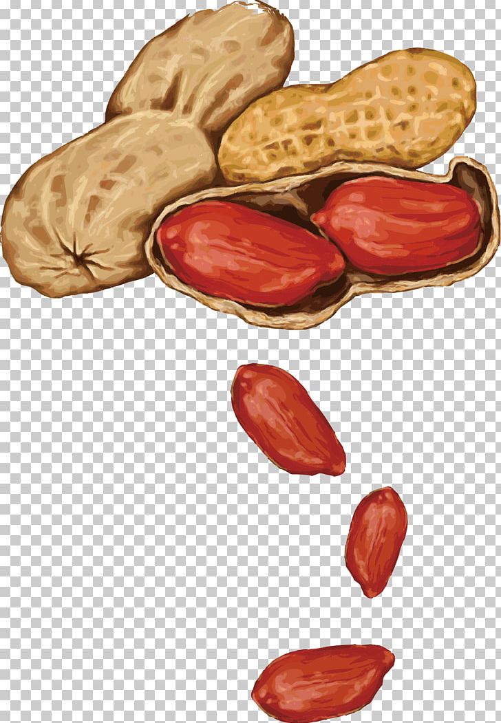 Peanut Almond Drawing PNG, Clipart, Bouquet, Bouquet Vector, Cooking Oil, Dining, Drawin Free PNG Download