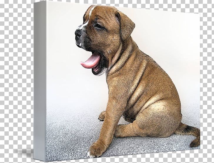 Valley Bulldog Dorset Olde Tyme Bulldogge Olde English Bulldogge Boxer Puppy PNG, Clipart, Bulldog, Bull Terrier, Carnivoran, Dog Breed, Dog Breed Group Free PNG Download