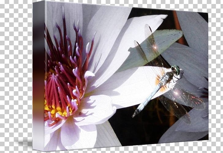 Flower Desktop Insect Petal Photography PNG, Clipart, Computer, Computer Wallpaper, Desktop Wallpaper, Flora, Flower Free PNG Download