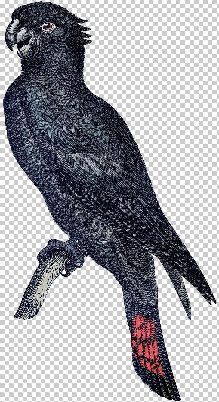 Macaw Parrot Etsy Bird Vintage Clothing PNG, Clipart, African Grey, Art, Beak, Bird, Bird Of Prey Free PNG Download