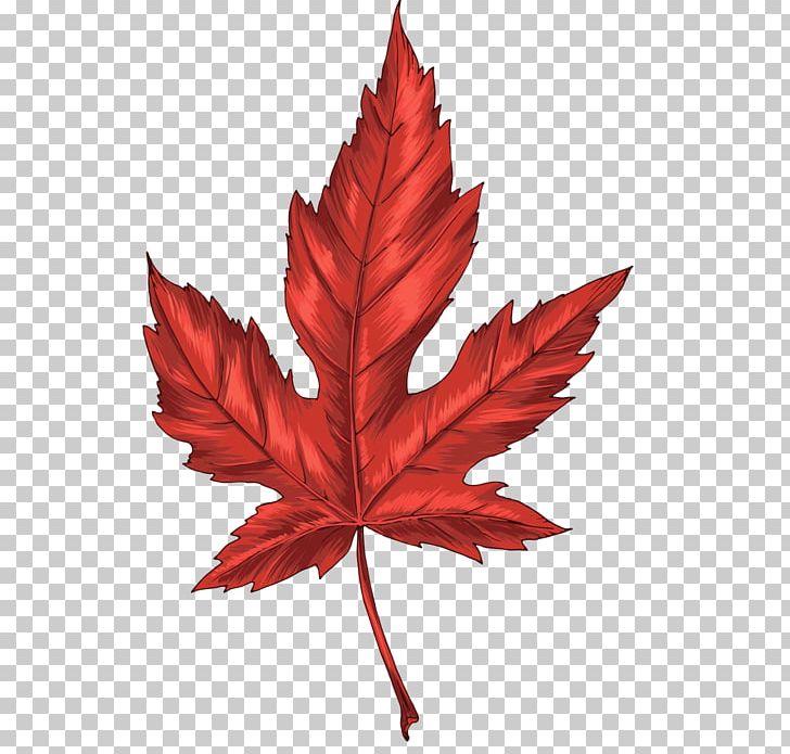 Maple Leaf Autumn Leaves PNG, Clipart, Autumn Leaves, Cartoon, Clip Art, Digital Image, Flowering Plant Free PNG Download