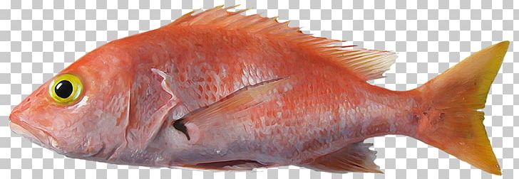 Northern Red Snapper Fish Products Marine Biology Fauna PNG, Clipart, Animal, Animal Figure, Animal Source Foods, Biology, Bony Fish Free PNG Download