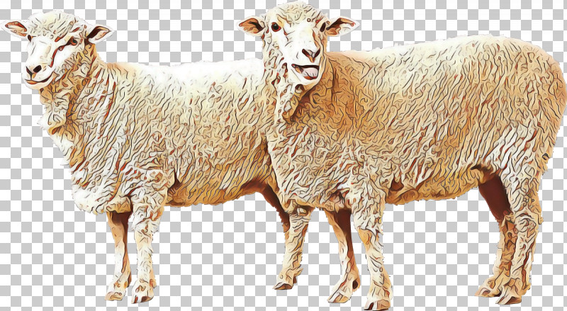 Goat Sheep Algarve Churro Livestock Sheep Milk PNG, Clipart, Algarve Churro, Animal Husbandry, Caprinae, Fodder, Goat Free PNG Download