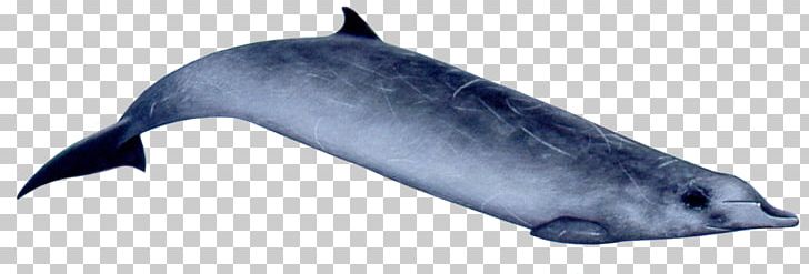 Common Bottlenose Dolphin Tucuxi Rough-toothed Dolphin Porpoise Ginkgo-toothed Beaked Whale PNG, Clipart,  Free PNG Download
