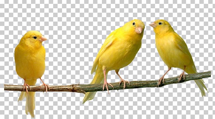 Domestic Canary Bird Finches Yellow Color PNG, Clipart, Animals, Atlantic Canary, Beak, Bird, Blue Free PNG Download