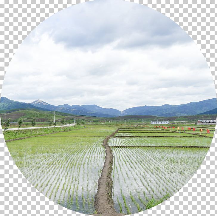 Field Farm Rural Area Water Resources Grassland PNG, Clipart, Agriculture, Crop, Farm, Field, Field Farm Free PNG Download