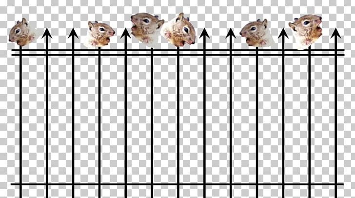 Finches Indian Giant Squirrel Fence Death PNG, Clipart, Animals, Animal Shelter, Beak, Bird, Cage Free PNG Download