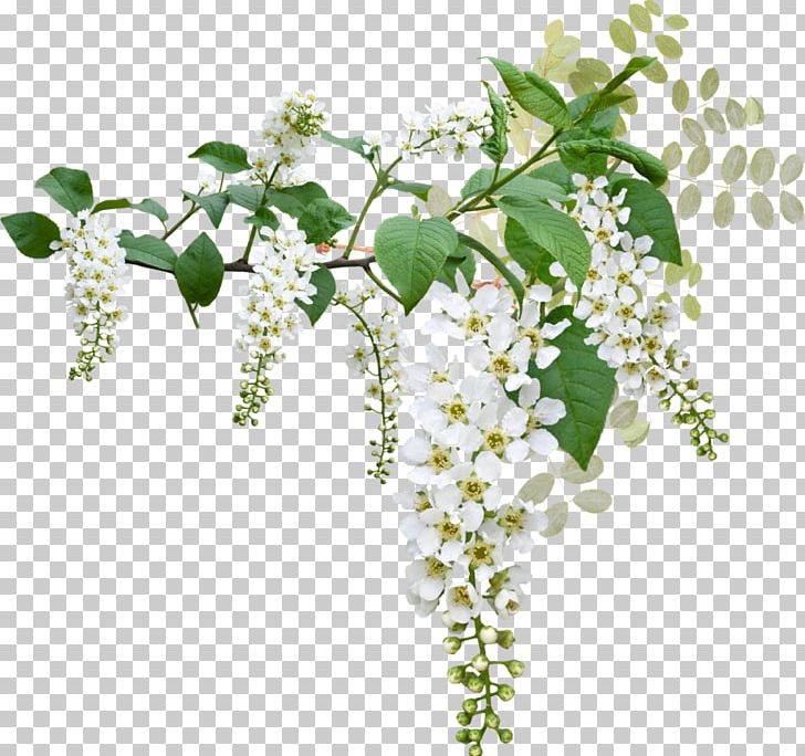 Prunus Padus PNG, Clipart, 2016, Animation, Art, Botanika, Branch Free PNG Download
