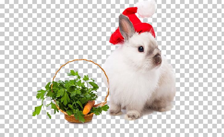 Rabbit Easter Bunny Leporids Christmas New Year PNG, Clipart, Animals, Christmas, Christmas Card, Christmas Decoration, Christmas Dinner Free PNG Download