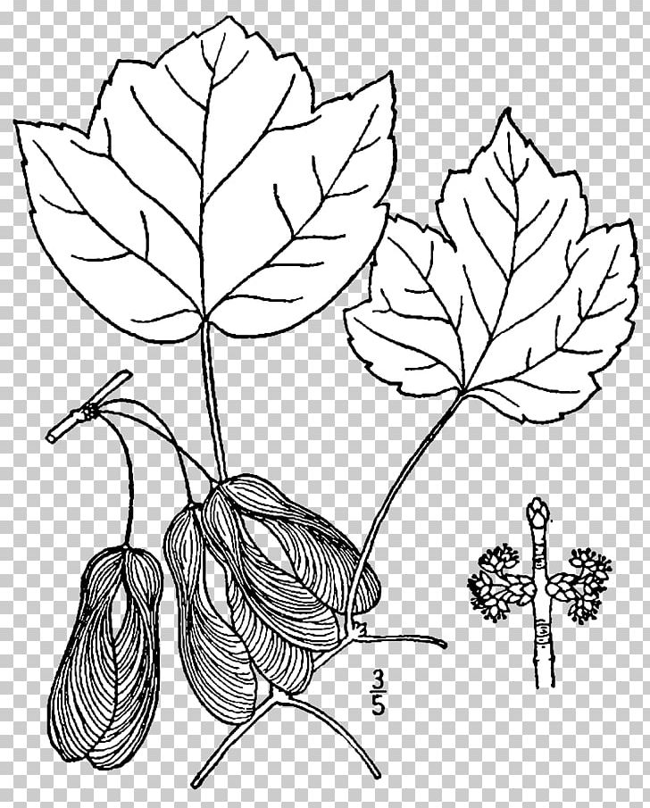 Red Maple Tree Acer Opalus Drawing Acer Rubrum Trilobum PNG, Clipart, Aceraceae, Acer Opalus, Acer Rubrum Var Trilobum, Black And White, Branch Free PNG Download