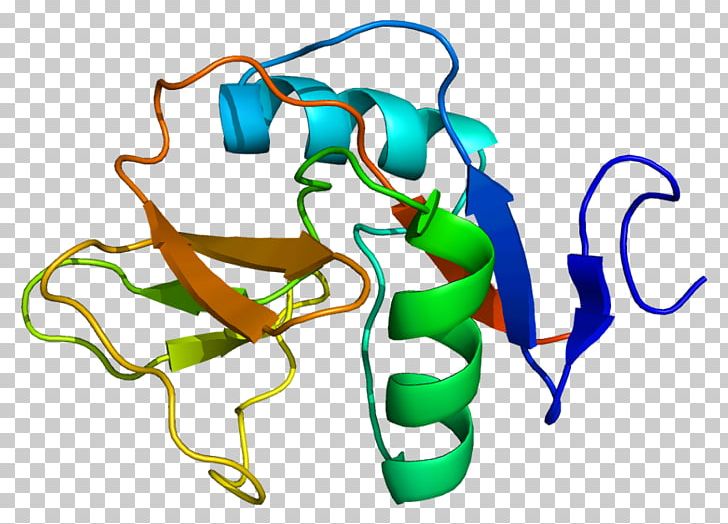 CD69 Membrane Protein C-type Lectin PNG, Clipart, 1 E, Animal Figure, Antigen, Area, Artwork Free PNG Download