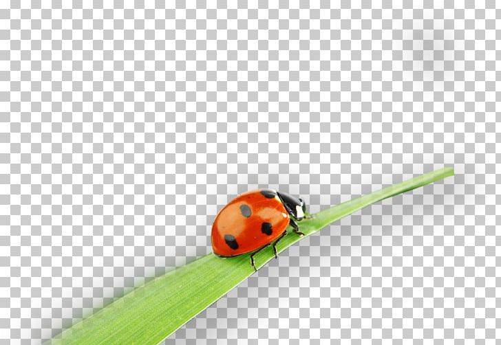 Close-up Pest Lady Bird PNG, Clipart, Beetle, Closeup, Closeup, Grass, Insect Free PNG Download