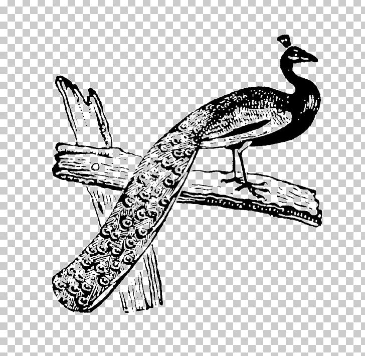 Beak Sketch Water Bird Visual Arts Illustration PNG, Clipart, Arm, Art, Beak, Bird, Black Free PNG Download