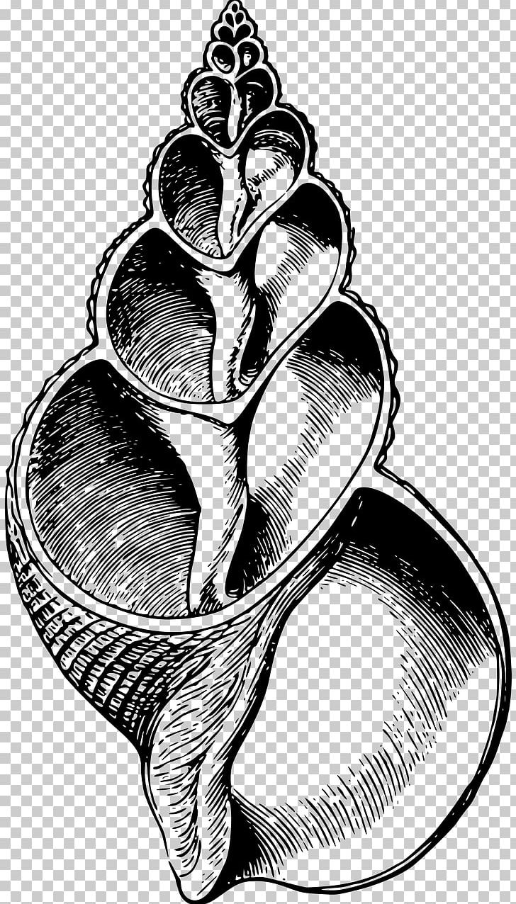 Gastropods Seashell PNG, Clipart, Animals, Beach, Black And White, Drawing, Gastropods Free PNG Download
