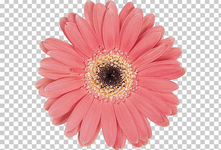 Transvaal Daisy Marguerite Daisy Chrysanthemum Cut Flowers Pink M PNG, Clipart, Argyranthemum, Chrysanthemum, Chrysanths, Cut Flowers, Daisy Free PNG Download
