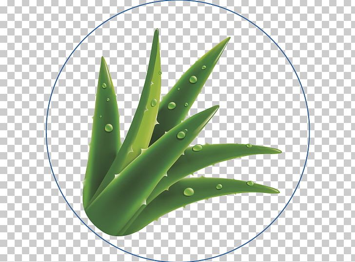 Aloe Vera Absorption Tissue Diaper Textile PNG, Clipart, Absorption, Alcohol, Aloe, Aloe Vera, Diaper Free PNG Download