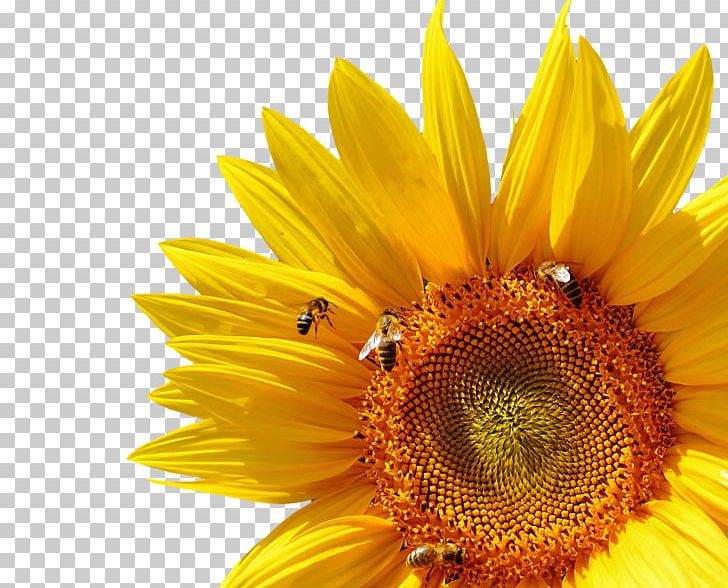 Bumblebee Common Sunflower Insect PNG, Clipart, Background, Chrysanthemum Chrysanthemum, Chrysanthemums, Daisy Family, Decorative Free PNG Download