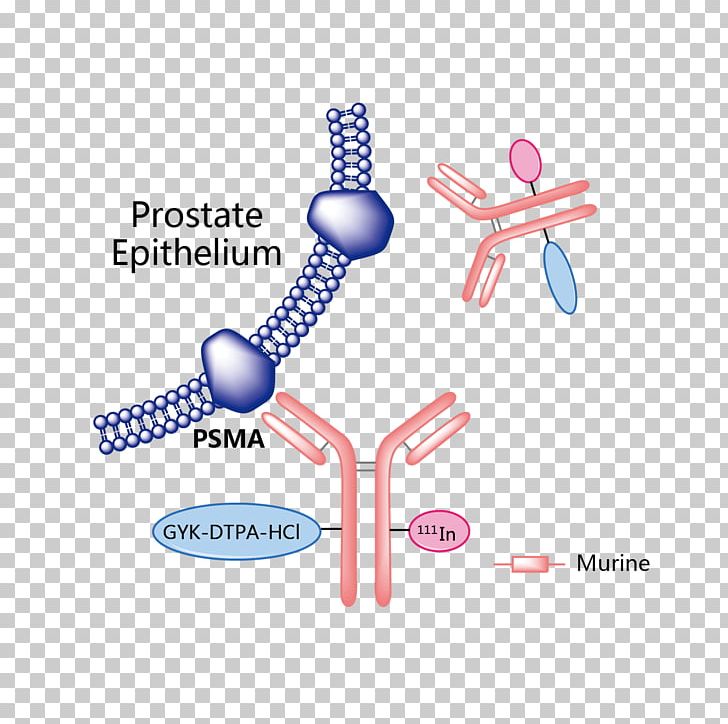 Obinutuzumab Vemurafenib Trastuzumab Emtansine Rituximab Pharmaceutical Drug PNG, Clipart, Angle, Bcell Chronic Lymphocytic Leukemia, Cancer, Diagram, Finger Free PNG Download