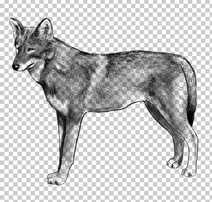 Saarloos Wolfdog Czechoslovakian Wolfdog Tamaskan Dog Kunming Wolfdog Seppala Siberian Sleddog PNG, Clipart, Carnivoran, Dog Breed, Dog Breed Group, Dog Like Mammal, Fauna Free PNG Download