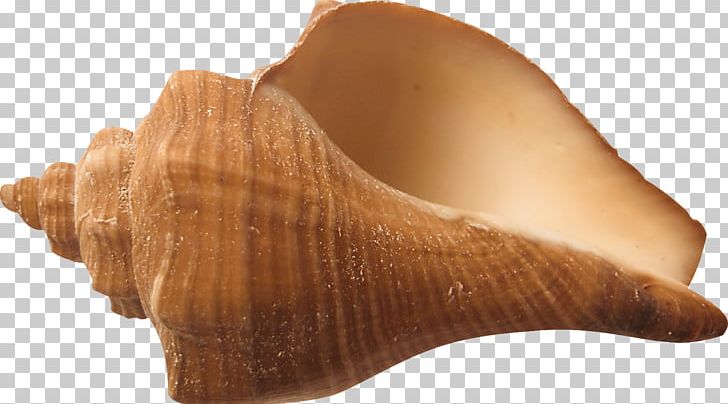 Shankha Seashell Conchology PNG, Clipart, Cartoon Conch, Conch, Conch Blowing, Conchology, Conchs Free PNG Download