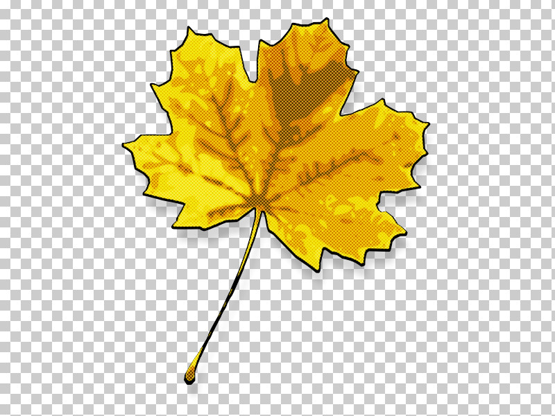 Plant Stem Leaf Flower Maple Leaf / M Yellow PNG, Clipart, Biology, Flower, Leaf, Line, Maple Leaf M Free PNG Download
