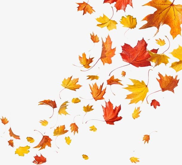 Maple Leaf PNG, Clipart, Fall, Leaf, Leaf Clipart, Leaf Clipart, Maple Free PNG Download