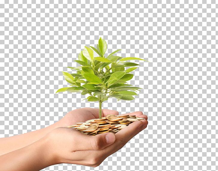 Money Plant Stock Photography Coin PNG, Clipart, Christmas Tree, Coin, Coins, Currency, Deduction Free PNG Download