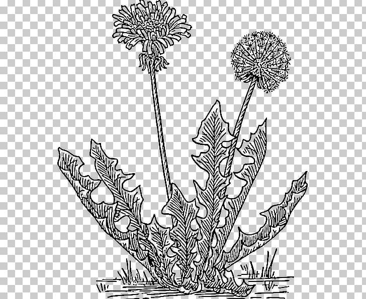 The Dandelion Insurrection: Love And Revolution Coloring Book Common Dandelion PNG, Clipart, Adult, Artwork, Black And White, Coloring Book, Common Dandelion Free PNG Download