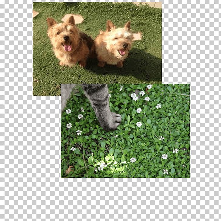 Yorkshire Terrier Cairn Terrier Dog Breed Rare Breed (dog) Pet PNG, Clipart, Backyard, Breed, Cairn Terrier, Carnivoran, Dog Free PNG Download