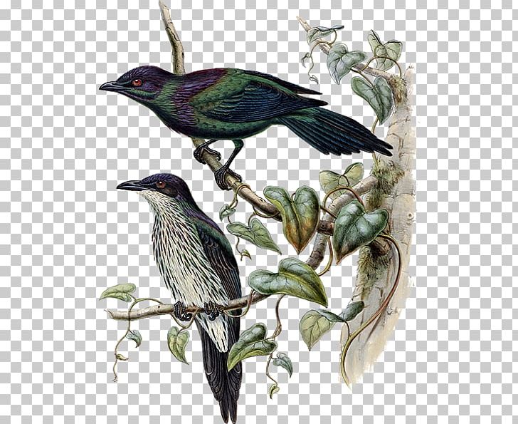 Common Starling Beak Fauna Coraciiformes PNG, Clipart, Beak, Bird, Common Starling, Coraciiformes, Cuckoos Free PNG Download