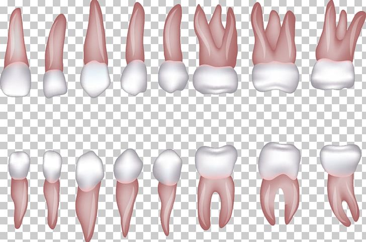 Human Tooth Incisor Homo Sapiens PNG, Clipart, Abstract Shapes, Arm, Dental Floss, Hand, Hand Model Free PNG Download