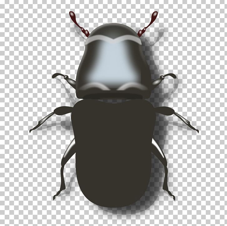 Mountain Pine Beetle Darkling Beetle PNG, Clipart, Animation, Arthropod, Beetle, Darkling Beetle, Dung Beetle Free PNG Download
