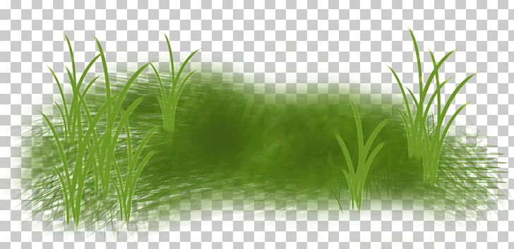 Photography Others Grass PNG, Clipart, Aquarium Decor, Chrysopogon Zizanioides, Download, Fairy Tale, File Size Free PNG Download