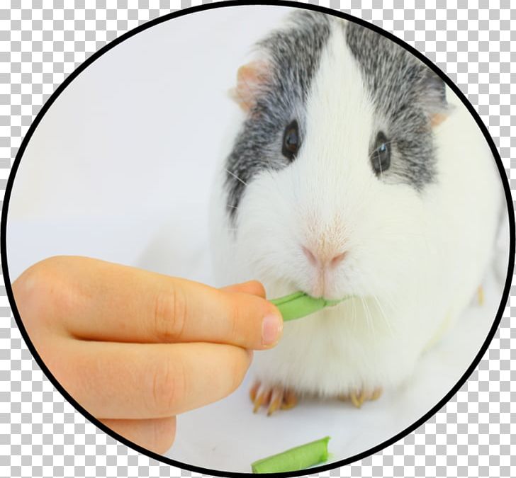 Rodent Hamster Chewing Food Guinea Pig PNG, Clipart, Animal, Appetite, Chewing, Drinking, Food Free PNG Download