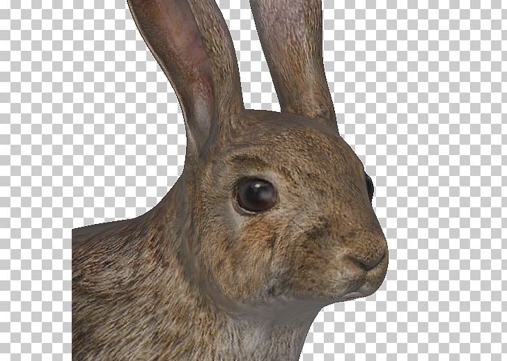European Rabbit Hare TheHunter Burrow PNG, Clipart, Animal, Animals, Burrow, Cottontail Rabbit, Domestic Rabbit Free PNG Download
